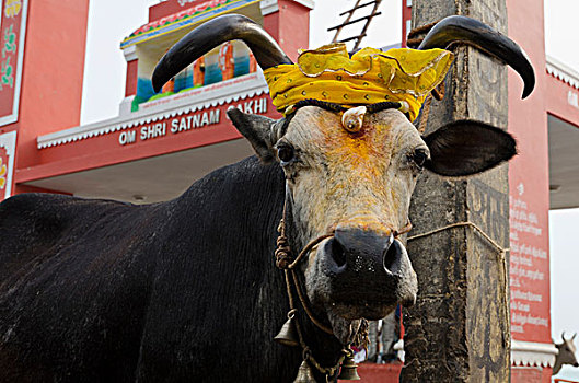 神圣的母牛,装饰,花,花环,浴,泰米尔纳德邦,印度,亚洲
