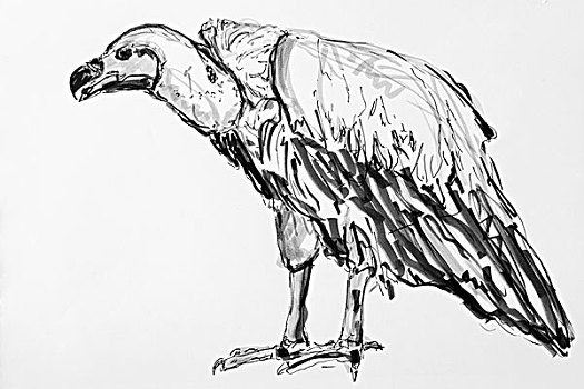 秃鹰,绘画,艺术家