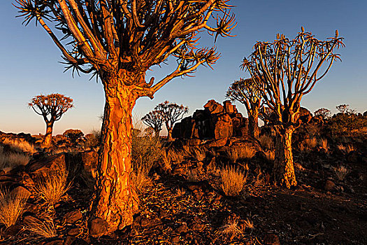 抖树,树林,二歧芦荟,农场,晨光,靠近,纳米比亚,非洲