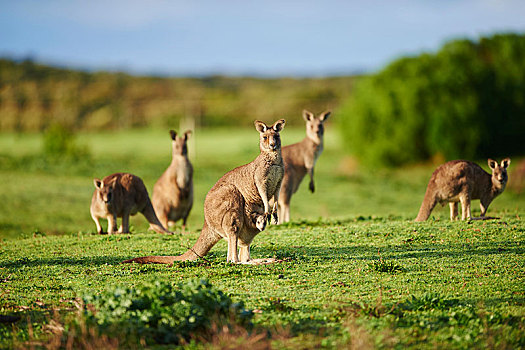 东方,灰色,袋鼠,灰袋鼠,草地,奥特韦国家公园,维多利亚,澳大利亚,大洋洲