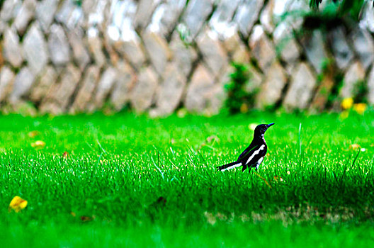 草坪上的一只鸟