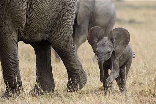 非洲象,母亲,3星期大,幼兽,马赛马拉,肯尼亚