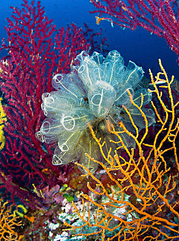 海鞘,黄色,柳珊瑚目,后面,红色,卡普里岛,坎帕尼亚区,意大利南部,意大利,欧洲