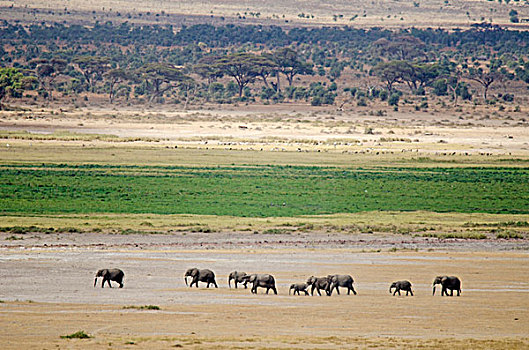 肯尼亚,安伯塞利国家公园,家族,大象,走,干燥,草地,乞力马扎罗山,背景