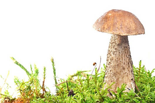 蘑菇,苔藓