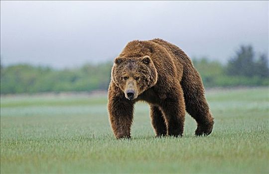 棕熊,接近,摄影师,阿拉斯加