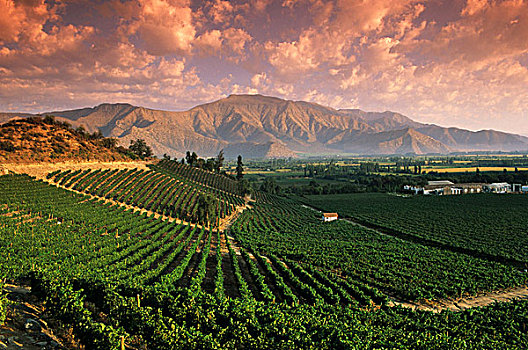 葡萄酒厂,阿空加瓜山,山谷,智利