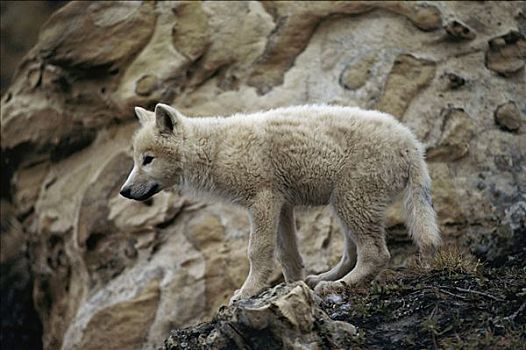 北极狼,狼,幼仔,艾利斯摩尔岛,加拿大