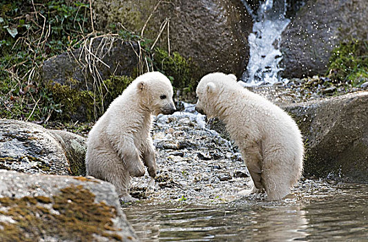 北极熊,幼兽,17周大,玩,围挡,动物园,慕尼黑,上巴伐利亚,巴伐利亚,德国,欧洲