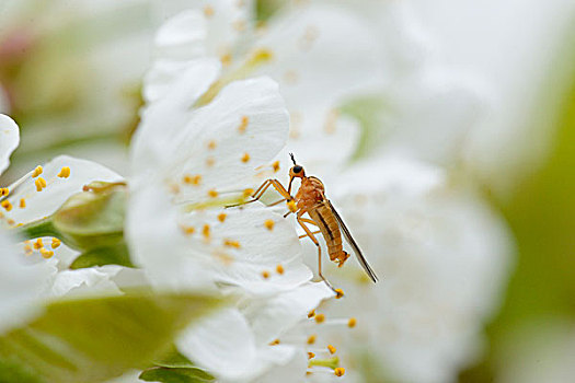 昆虫,花