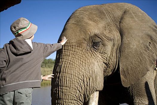 南非,西北省,禁猎区,男孩,向前,抚摸,大象,额头