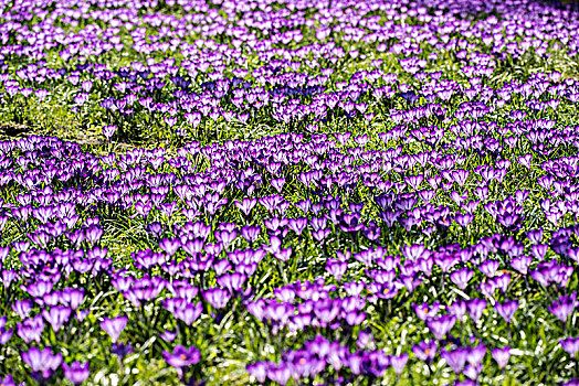 紫色,藏红花,春天,草地,巴登符腾堡,德国,欧洲