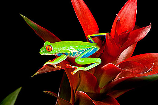 红色,眼,树蛙,红眼树蛙,中美洲