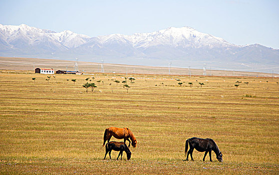 高原牧场的骏马