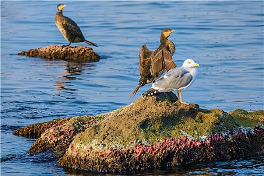 海洋鸟类动物,岩石上