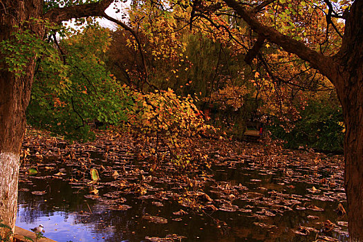 秋天公园湖边的树木