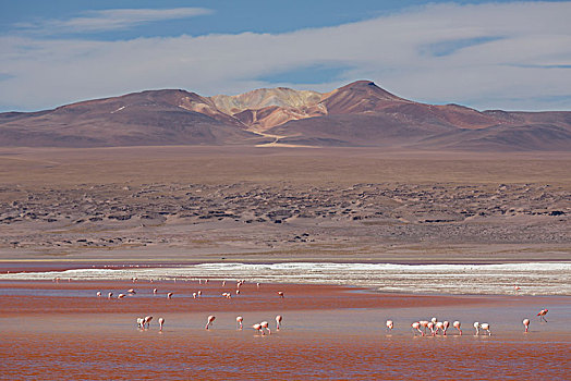 火烈鸟,进食,泻湖,高原,区域,玻利维亚