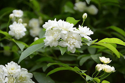 木香,木香花,白花,小白花