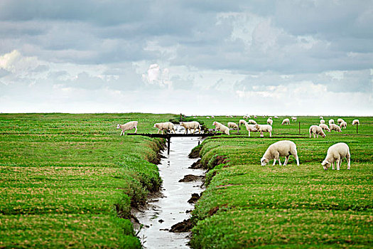 羊群,穿过,步行桥,德国