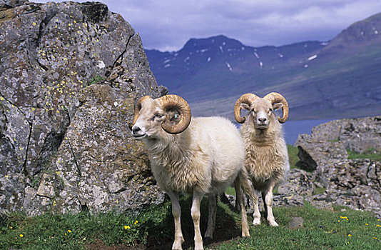 冰岛,东海岸,绵羊,公羊