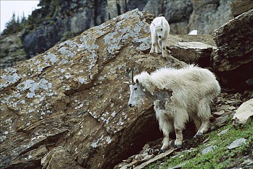 石山羊,雪羊,落基山脉,北美
