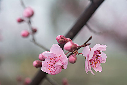 碧桃花开