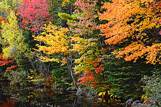 秋天,树,河,巴勒莫,缅因,美国