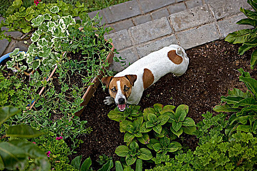 杰克罗素狗,花园