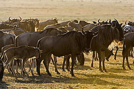 蓝角马,角马,牧群,逆光,马赛马拉,肯尼亚,非洲