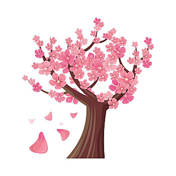樱花,树,隔绝,矢量,白色背景,盛开,传统,亚洲,樱桃树,落下,花瓣,日本,樱桃,国家,花,粉花
