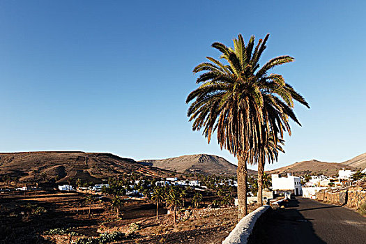 街道,棕榈树,加纳利群岛,海枣,兰索罗特岛,西班牙,欧洲