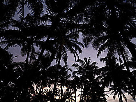 棕榈树,阿拉伯海,喀拉拉,印度