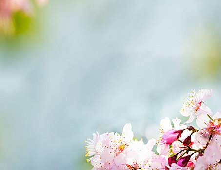 樱花,粉色,花,隔绝,白色背景