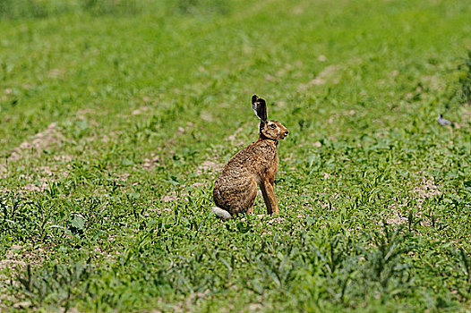 棕兔,欧洲野兔,玉米田