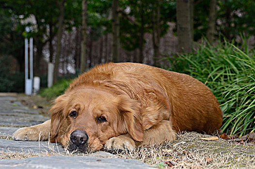 金毛猎犬