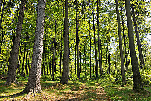 树林,北莱茵-威斯特伐利亚,德国
