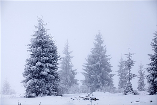 圣诞节,背景,雪,冷杉