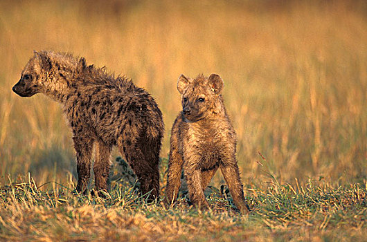 斑鬣狗,站立,干草,马赛马拉,公园,肯尼亚