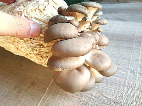 菌类,蘑菇