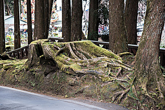 阿里山