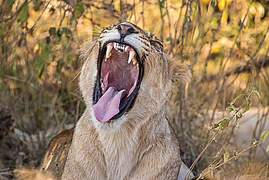 雌狮,狮子,哈欠,乔贝国家公园,博茨瓦纳,非洲