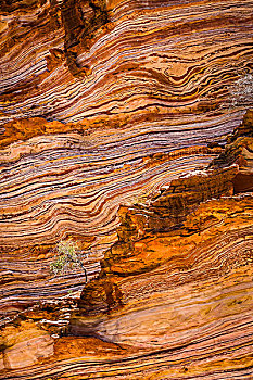 孤木,岩石上,台架,石台,环,卡巴里国家公园,西澳大利亚州,澳大利亚