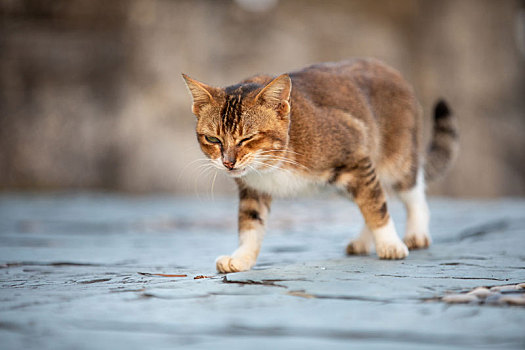 后院花园里玩耍的可爱猫眯