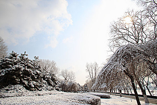 公园,树木,雪