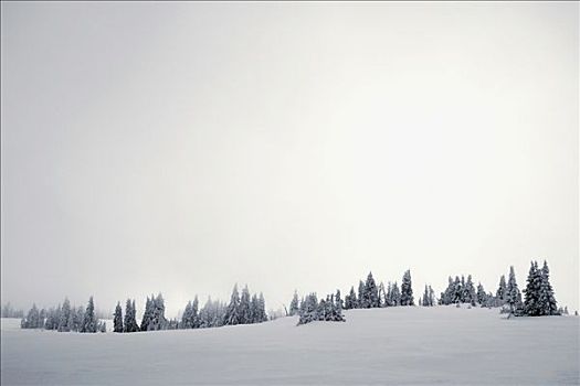 树,积雪,风景,西部,黄石公园,加拉廷,蒙大拿,美国