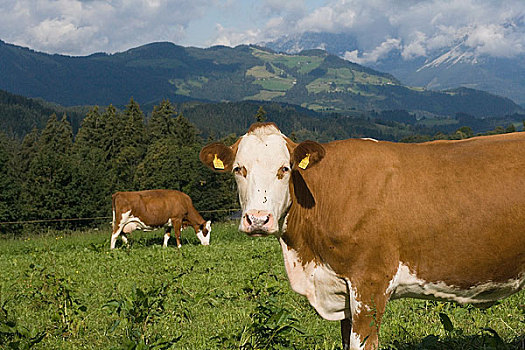 两个,母牛,放牧,地点