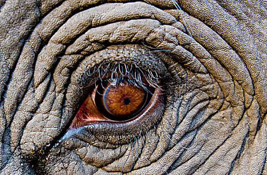 大象,眼,班德哈维夫国家公园,印度
