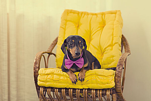 达克斯猎狗,紫色,领结,扶手椅