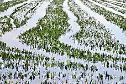 洪水,稻田