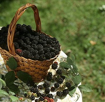 黑莓,篮子
